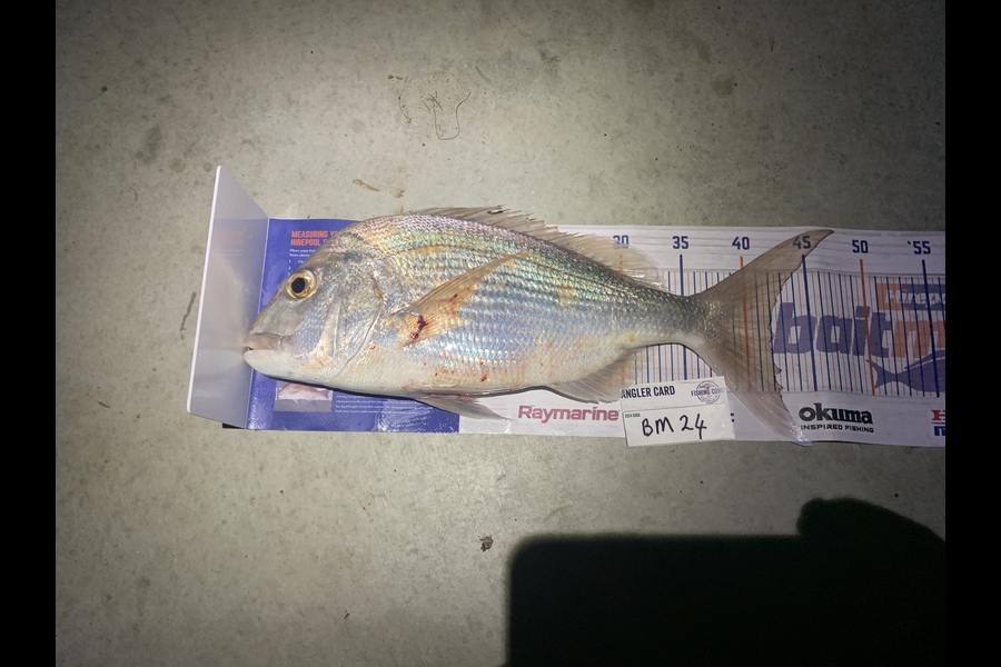 Mark Piskulic caught this 42.0cm Snapper at Northland during The Export NZ Fishing Competition